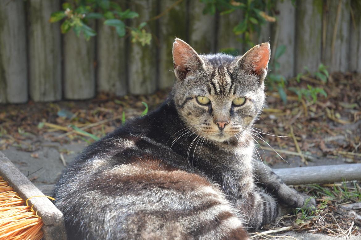 Huskat Tiger(himmelkat) billede 6