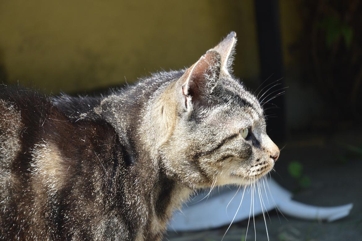 Huskat Tiger(himmelkat) billede 2