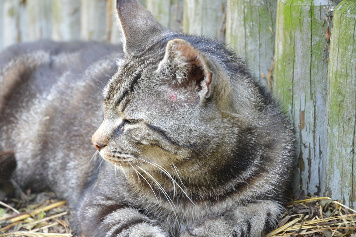 Huskat Tiger(himmelkat) billede 4