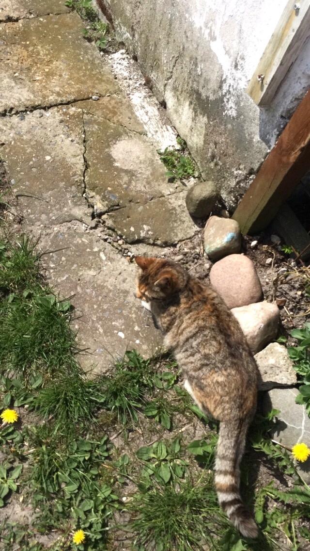 Blanding af racer Pips billede 2