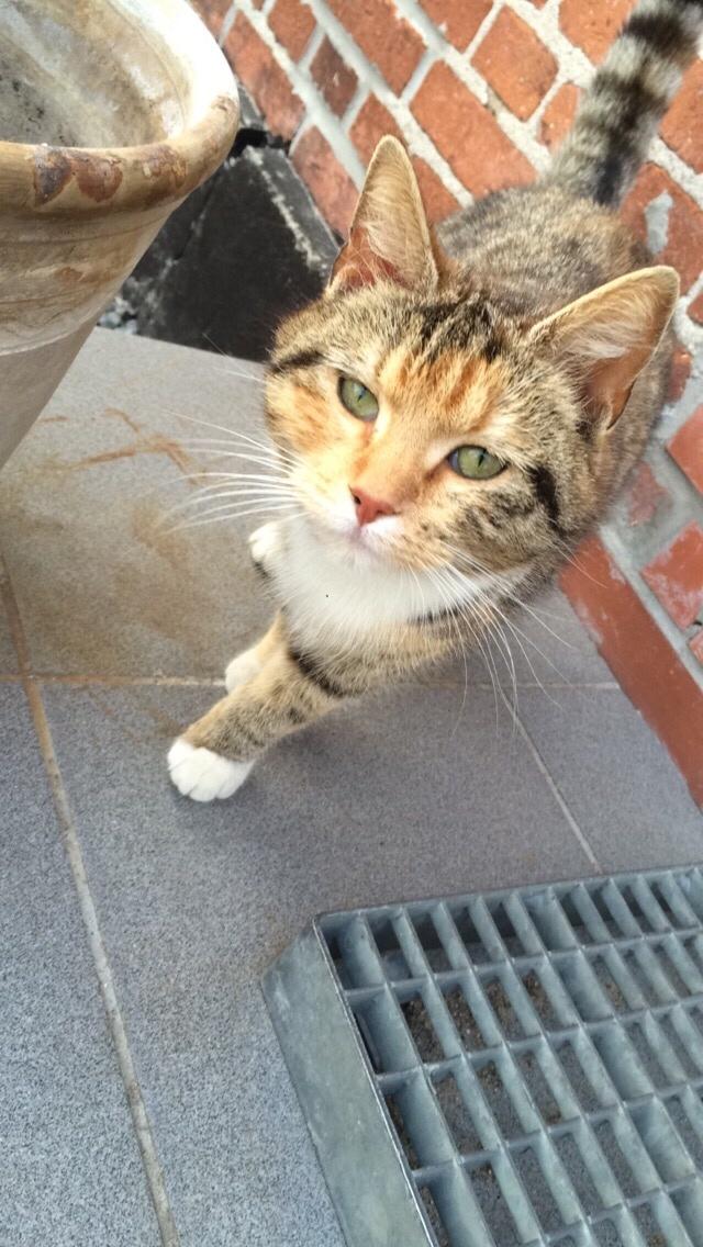 Blanding af racer Pips billede 7