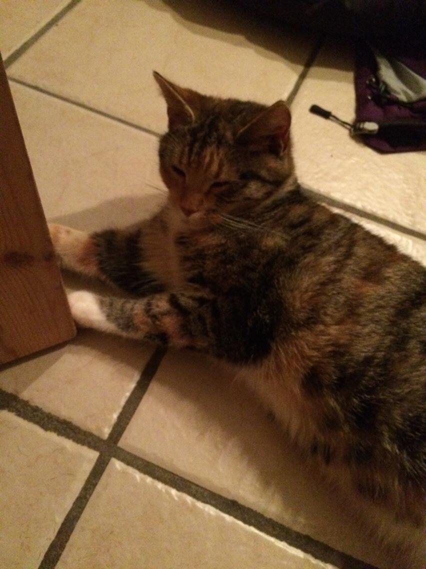 Blanding af racer Pips billede 10