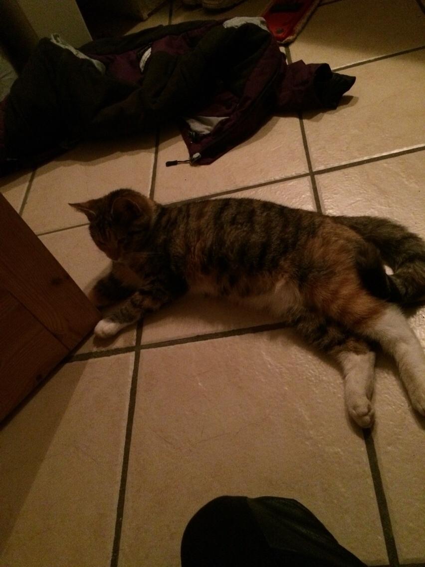 Blanding af racer Pips billede 13