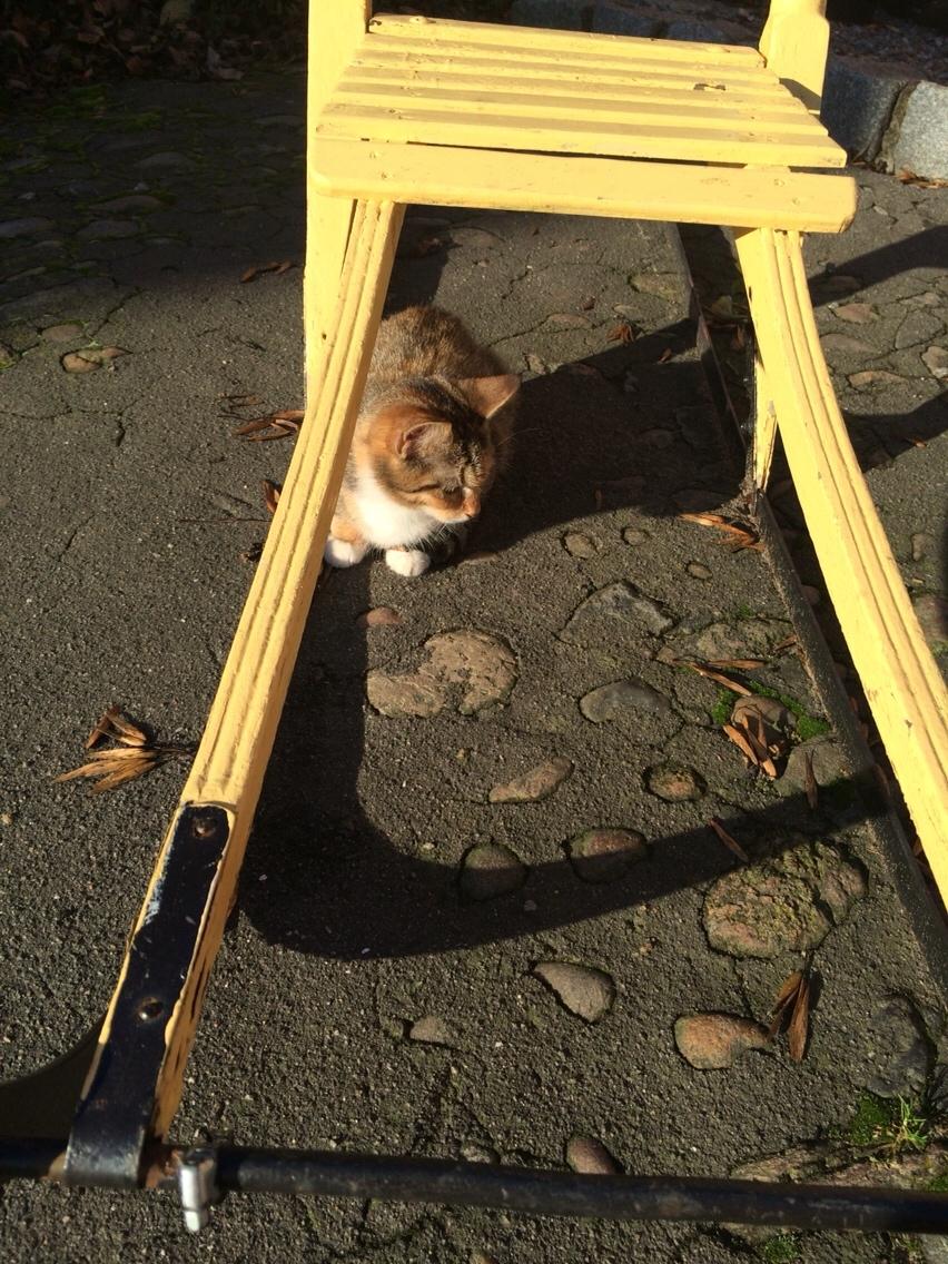 Blanding af racer Pips billede 20