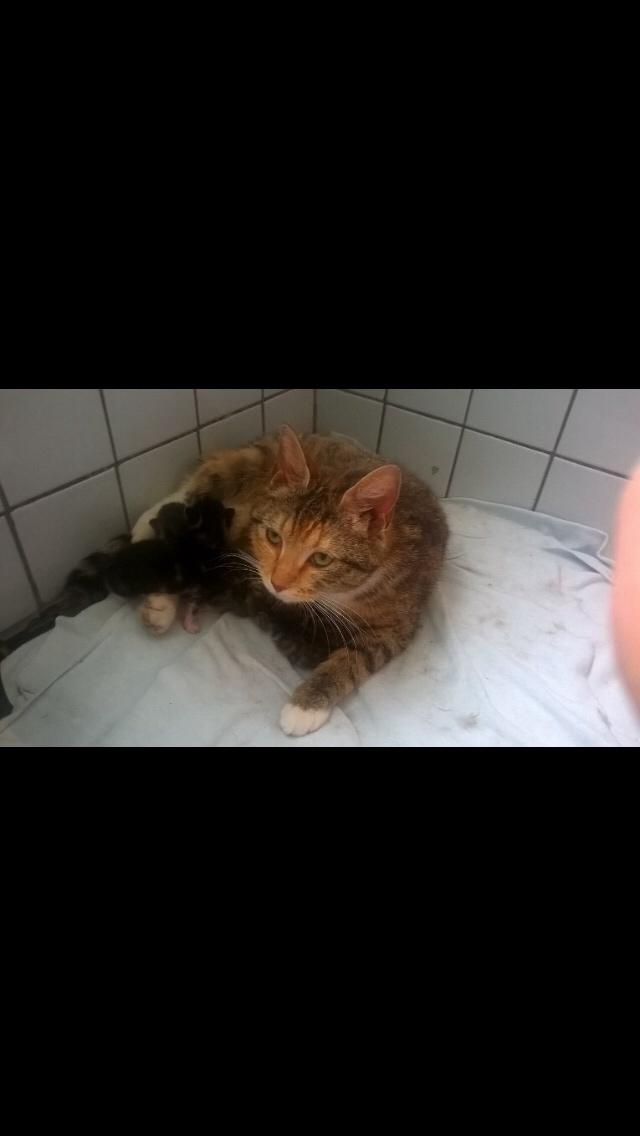 Blanding af racer Pips billede 19