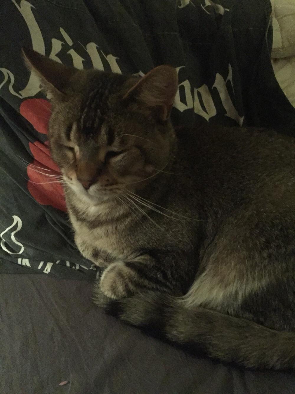 Huskat Alien billede 2