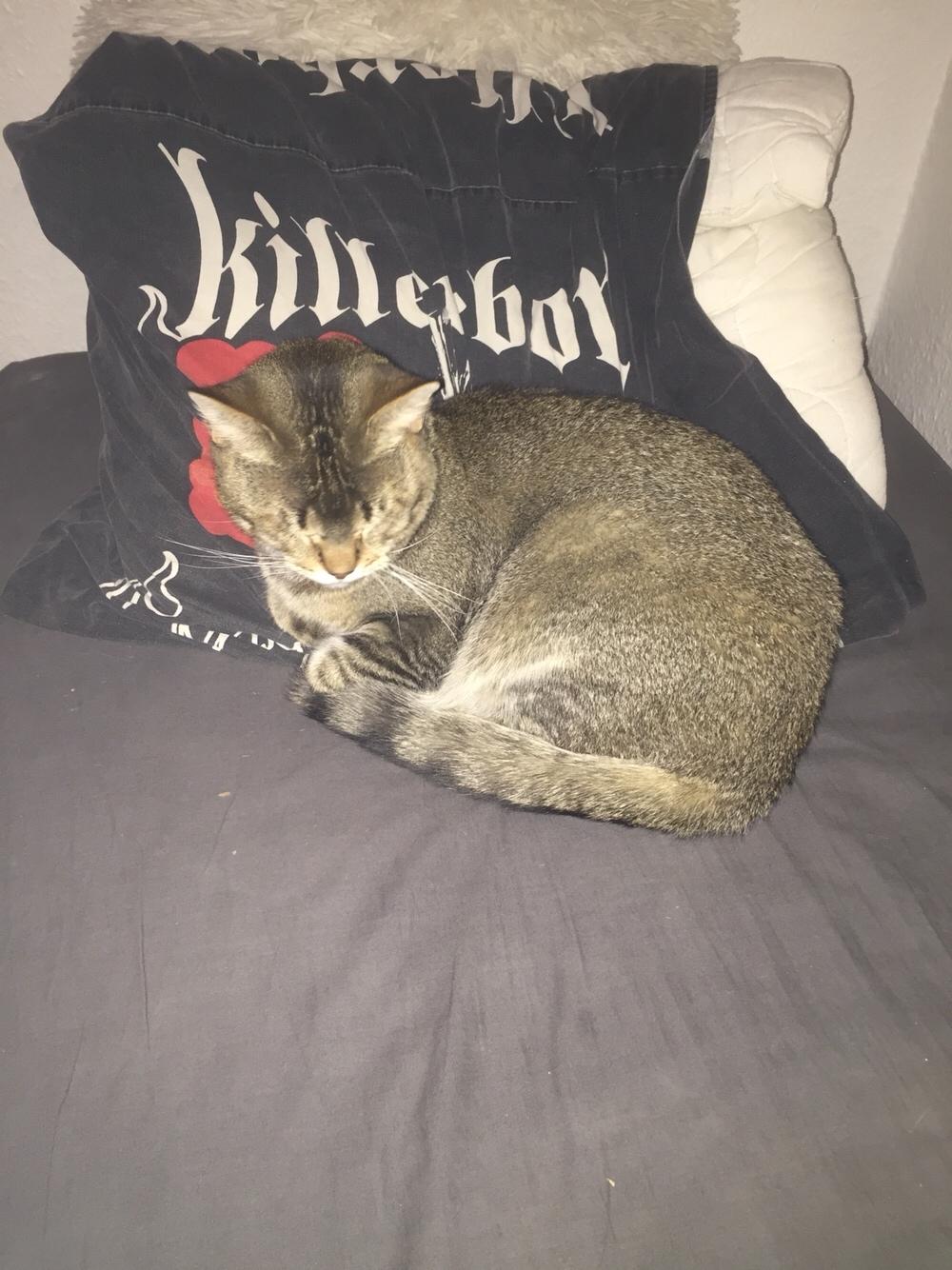 Huskat Alien billede 3