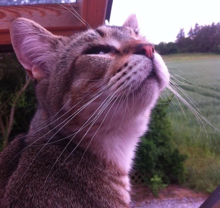 Huskat Alien billede 36