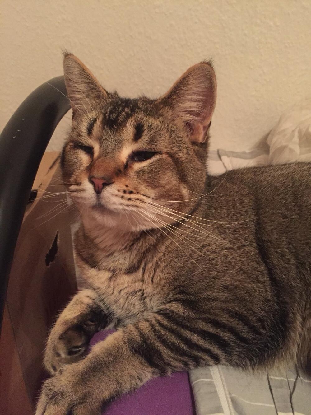 Huskat Alien billede 35