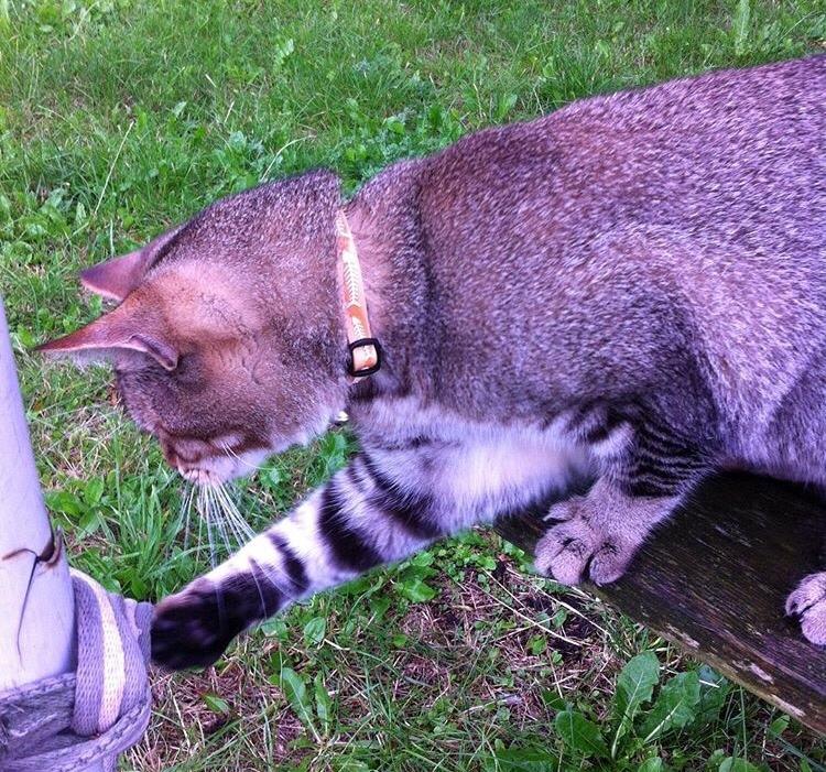 Huskat Alien billede 37