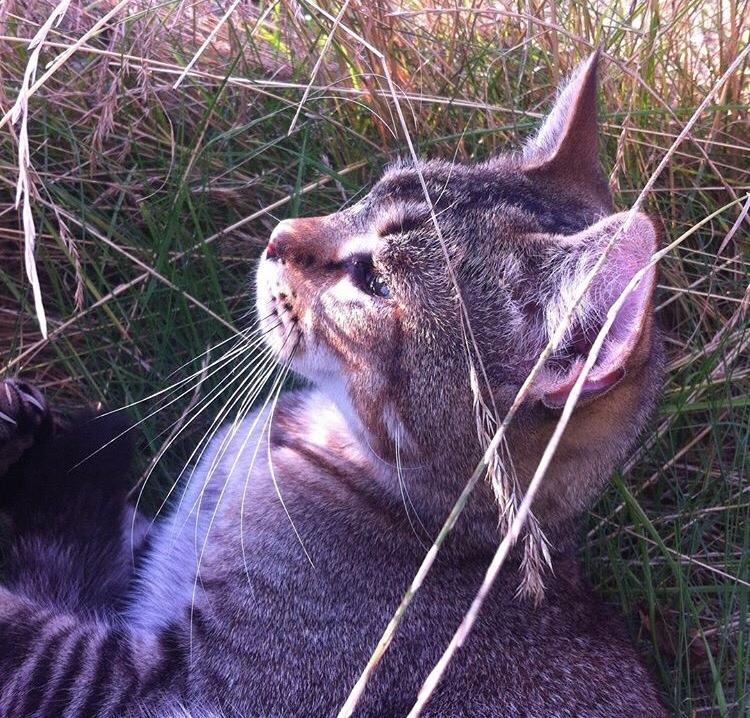 Huskat Alien billede 38