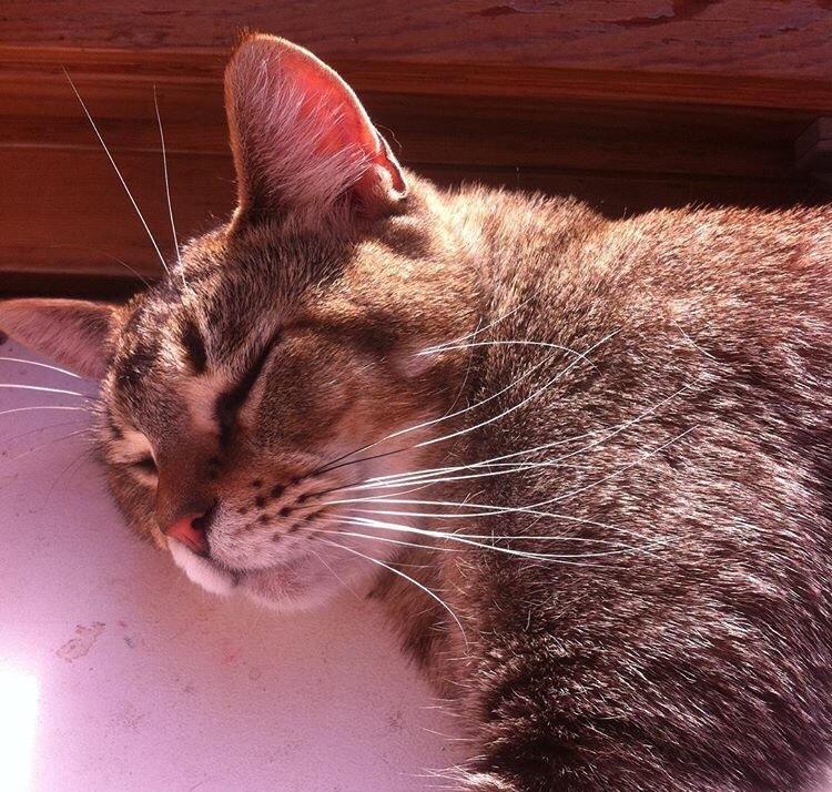 Huskat Alien billede 39