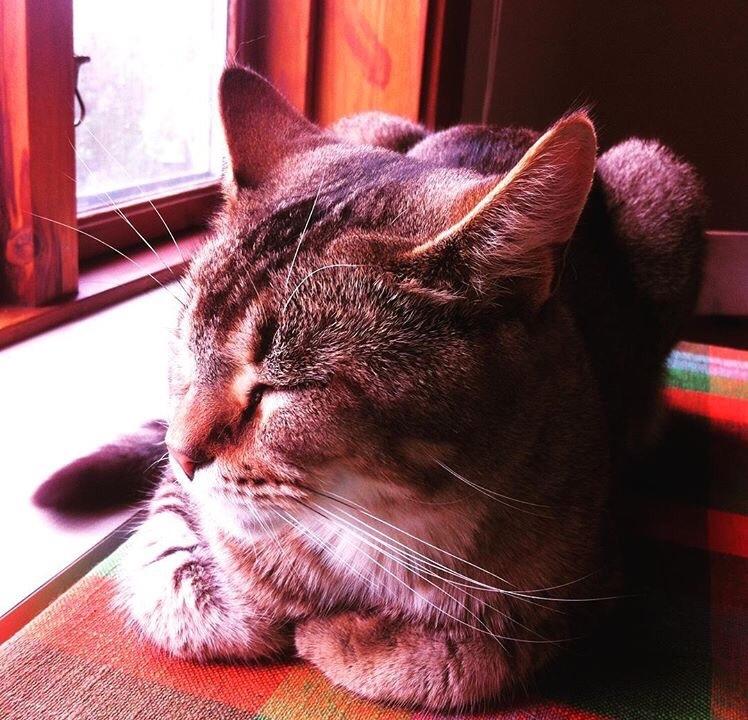 Huskat Alien billede 40