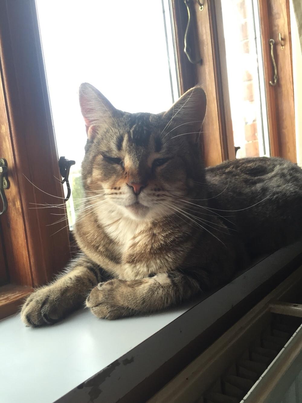 Huskat Alien billede 41