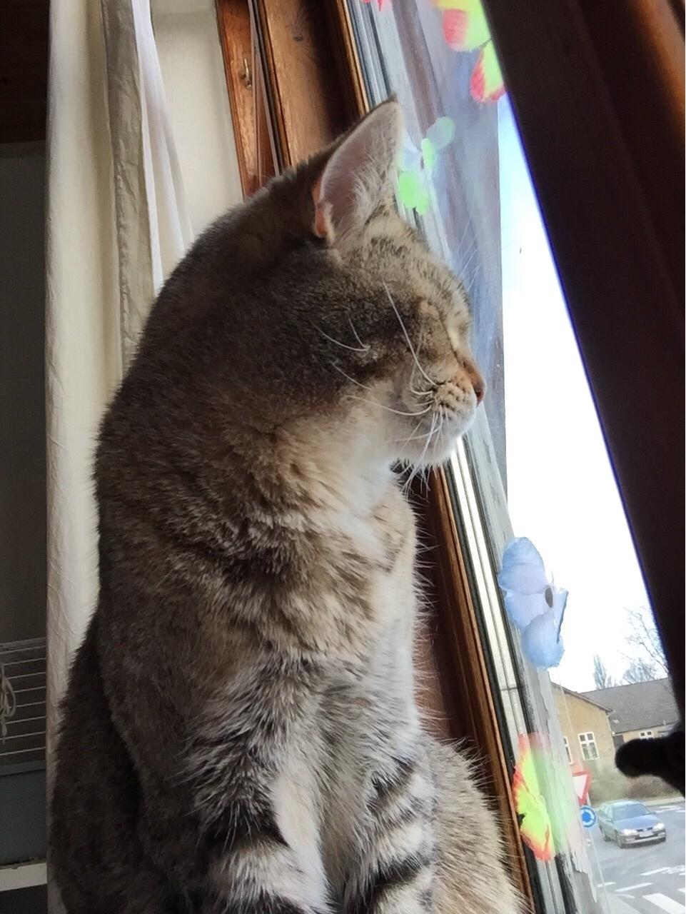 Huskat Alien billede 42