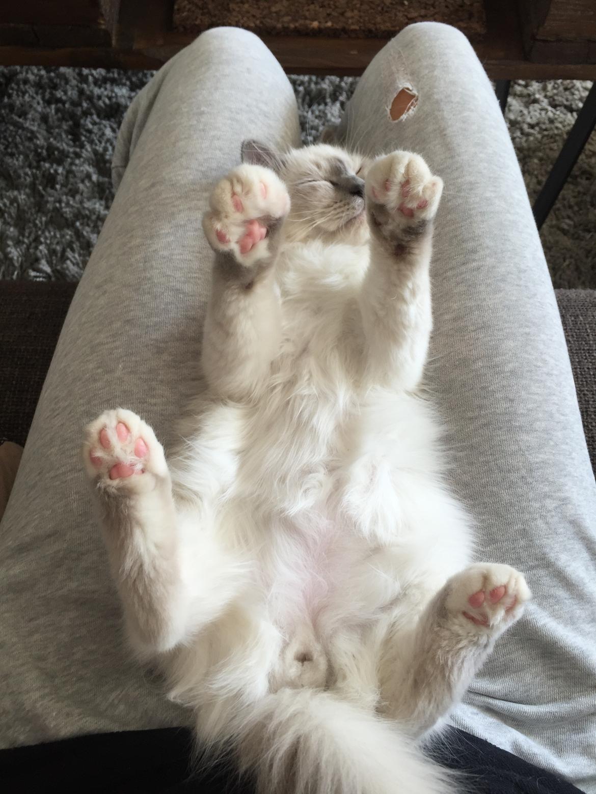 Hellig Birma DK Birma4you's Baloo billede 4