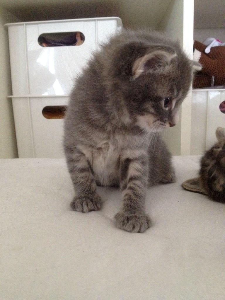 Blanding af racer Milo billede 1