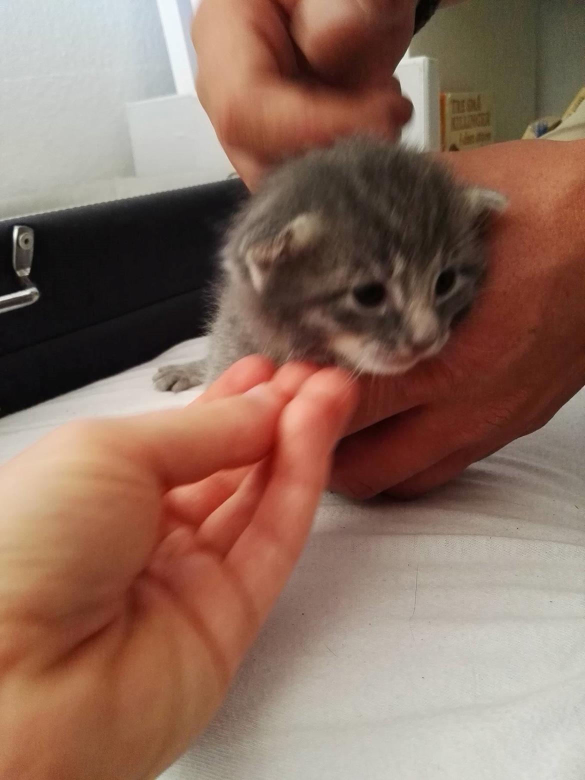 Blanding af racer Milo billede 4