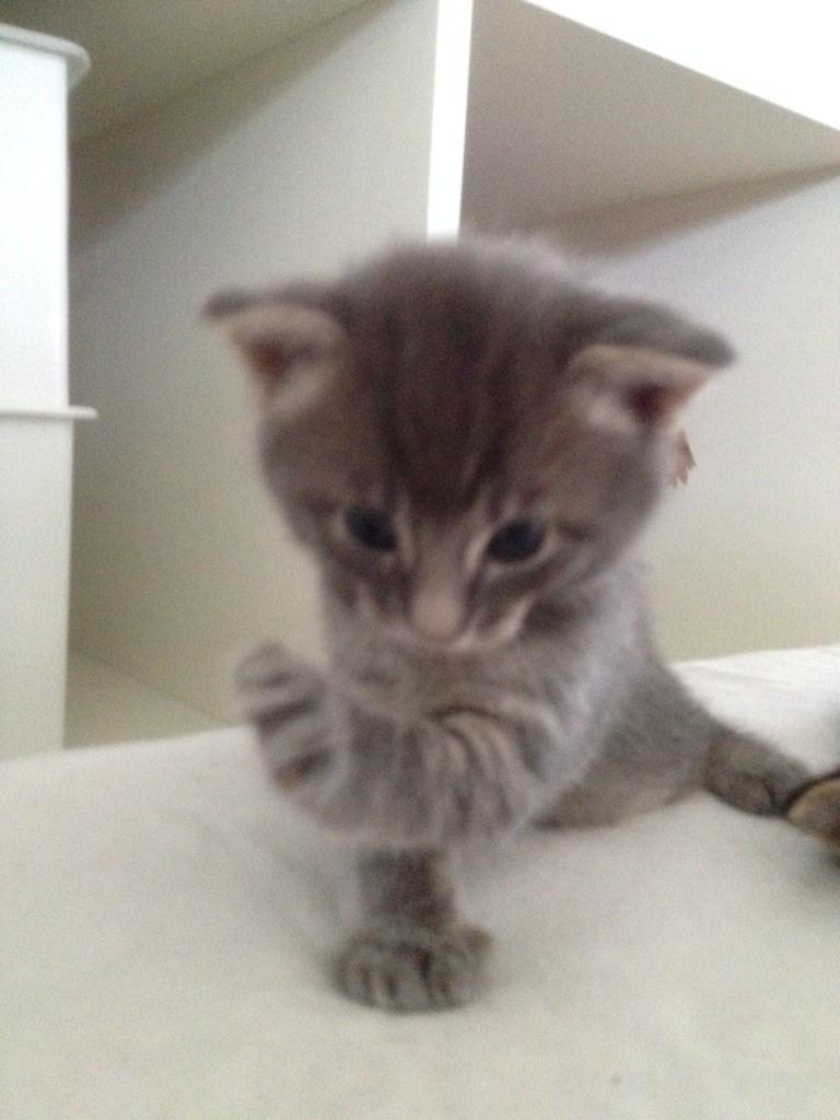 Blanding af racer Milo billede 2