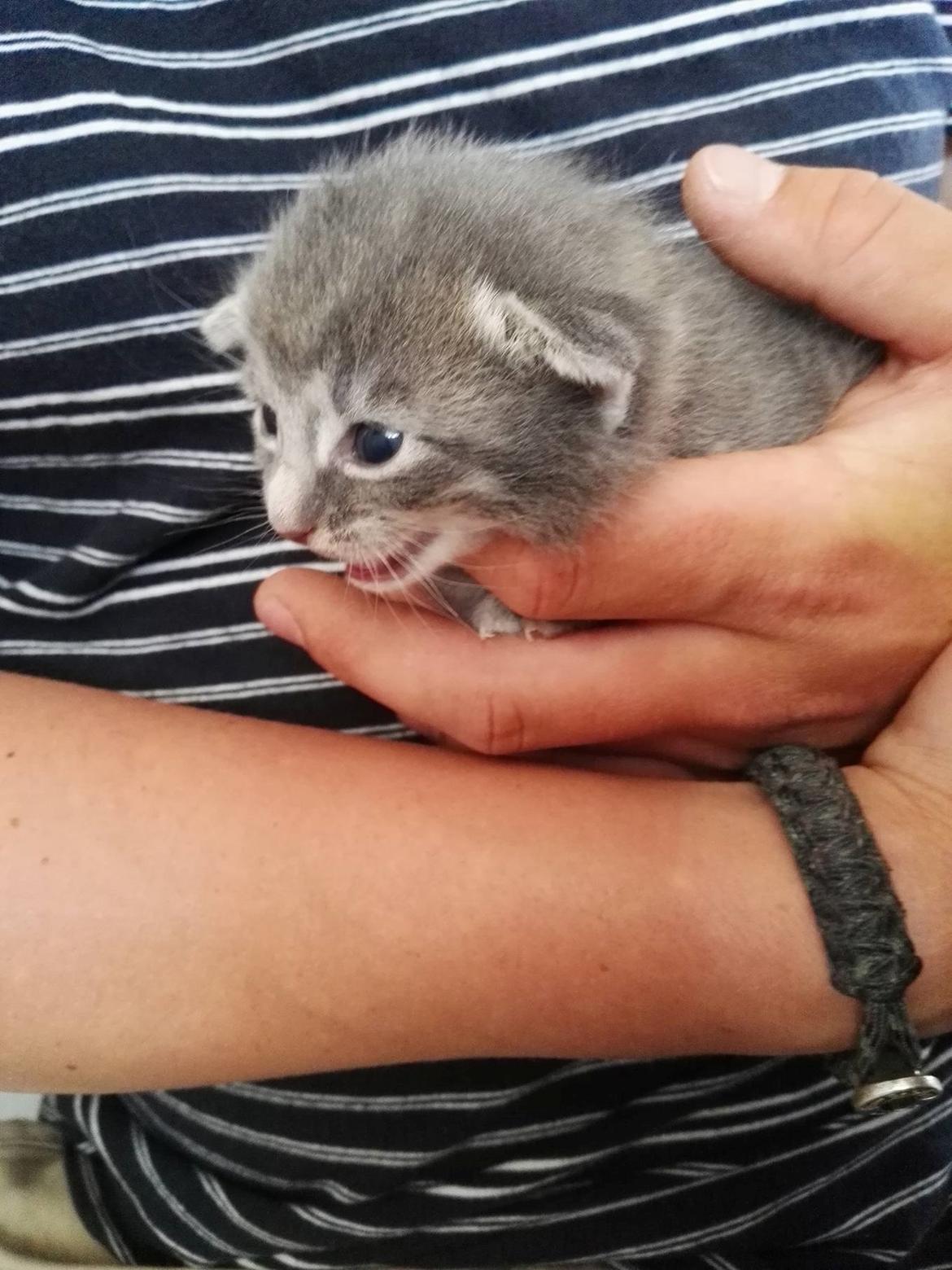 Blanding af racer Milo billede 3