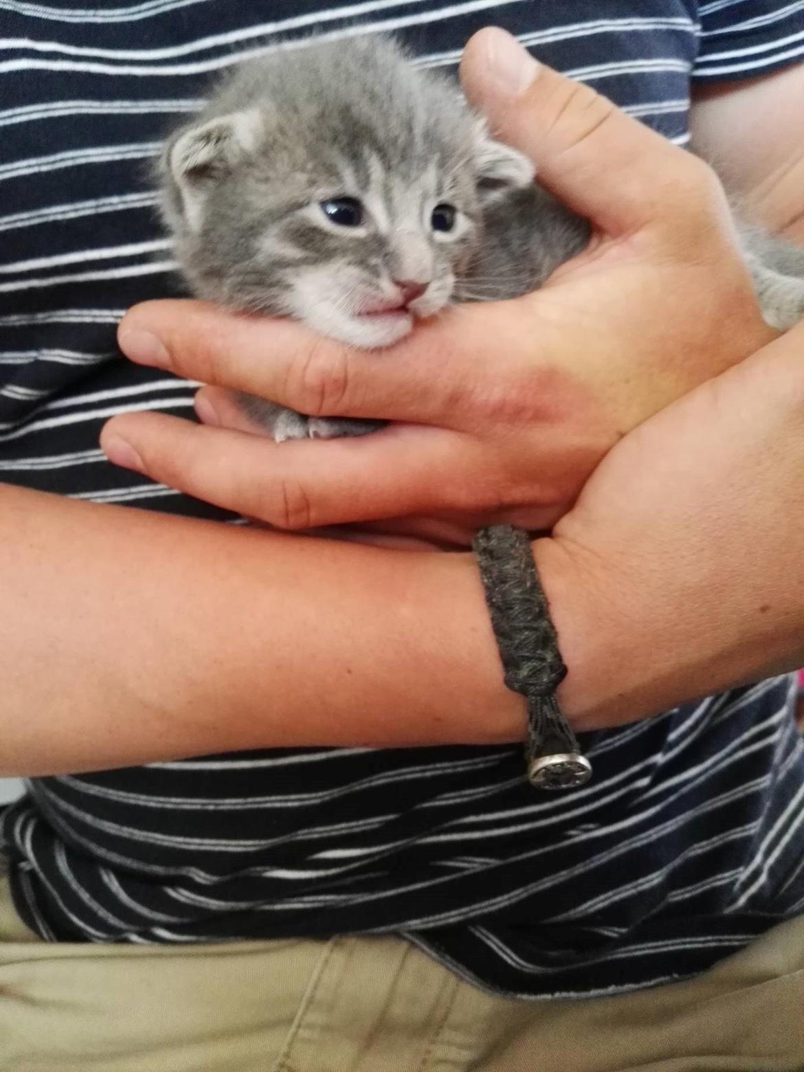 Blanding af racer Milo billede 5