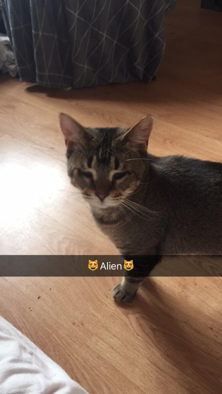 Huskat Alien billede 43