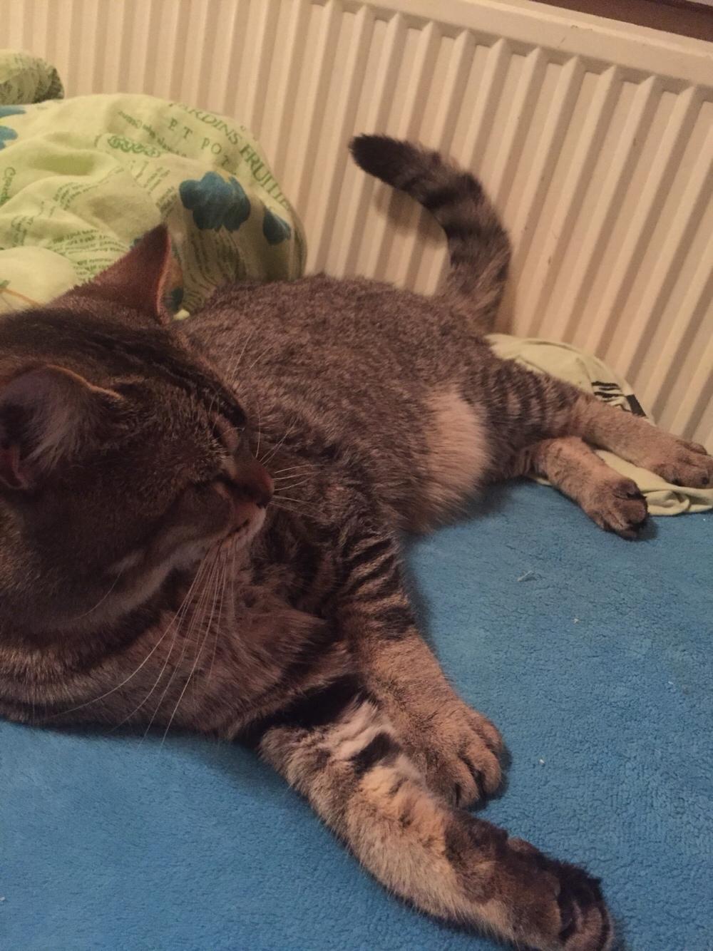 Huskat Alien billede 44