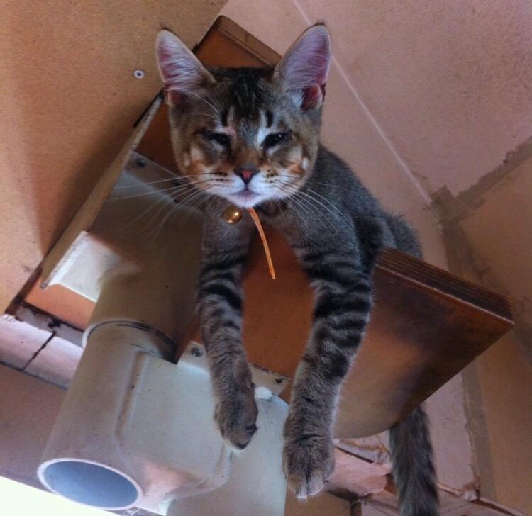 Huskat Alien billede 47