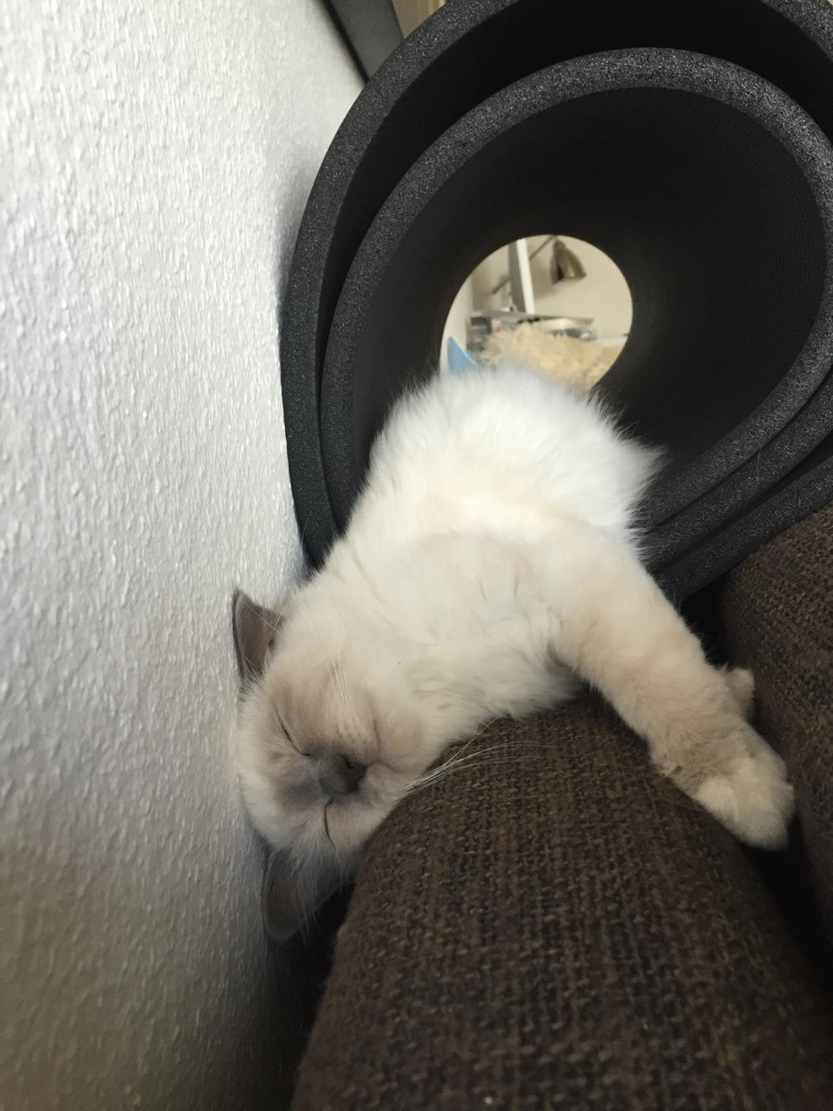 Hellig Birma DK Birma4you's Baloo billede 7