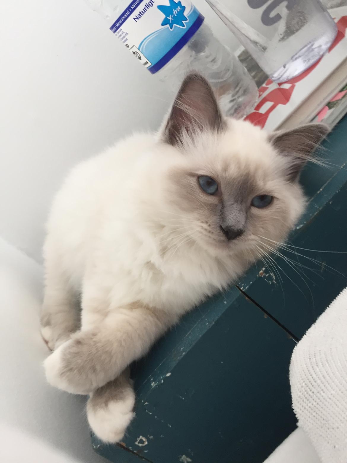 Hellig Birma DK Birma4you's Baloo billede 12