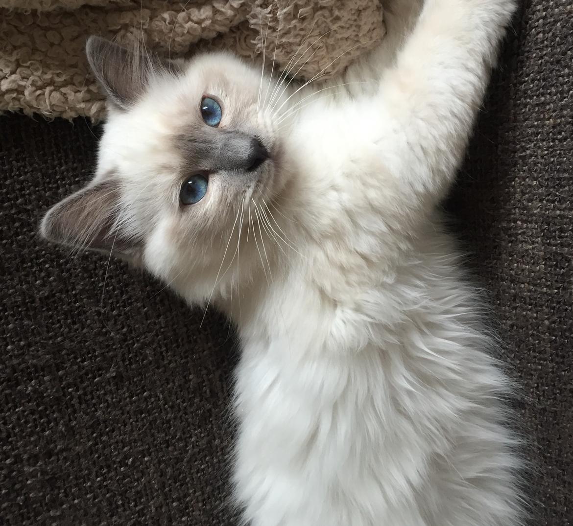 Hellig Birma DK Birma4you's Baloo billede 13