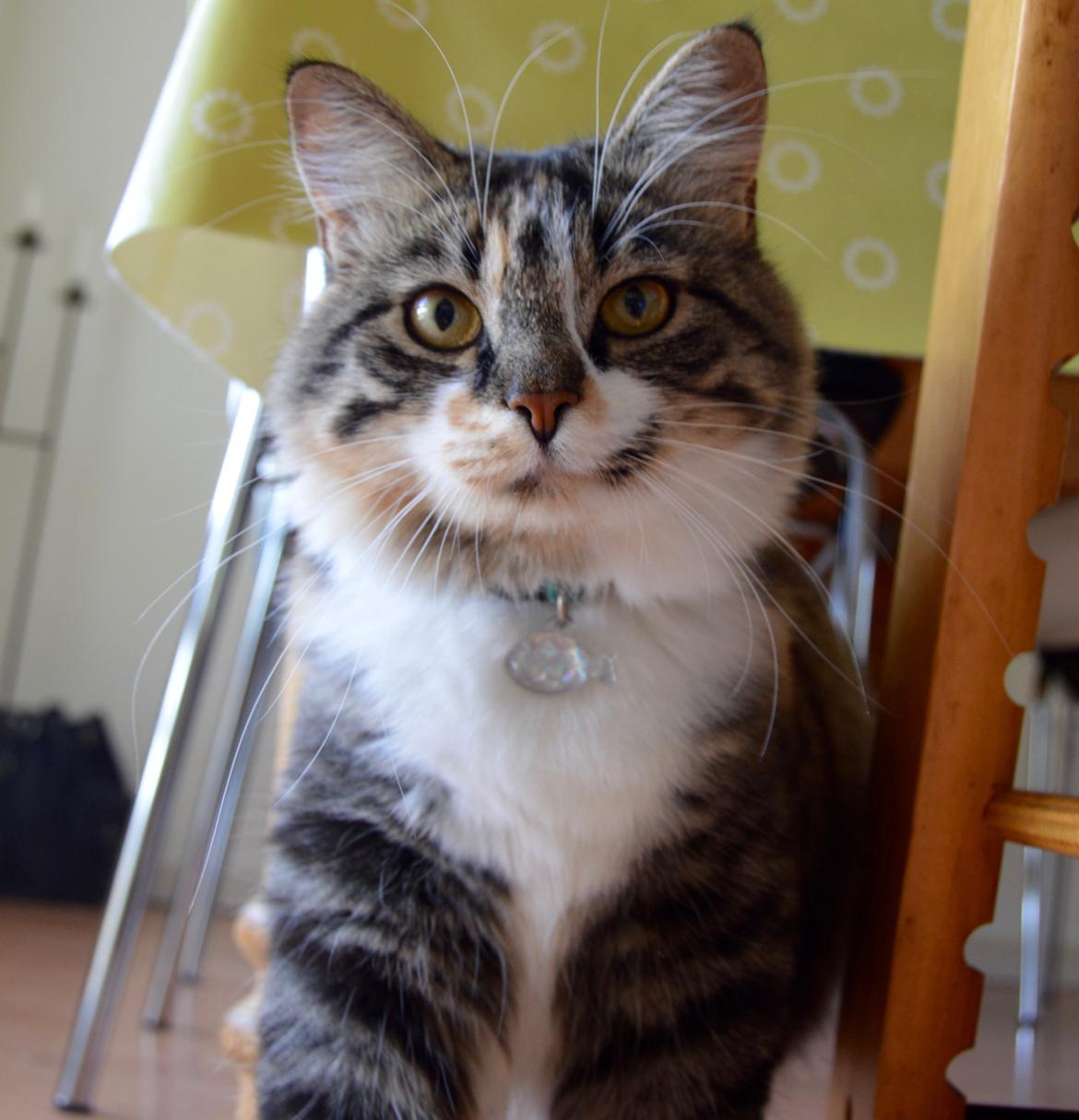 Blanding af racer Alma billede 2