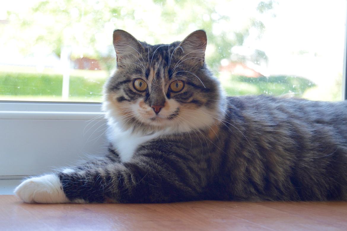 Blanding af racer Alma billede 3