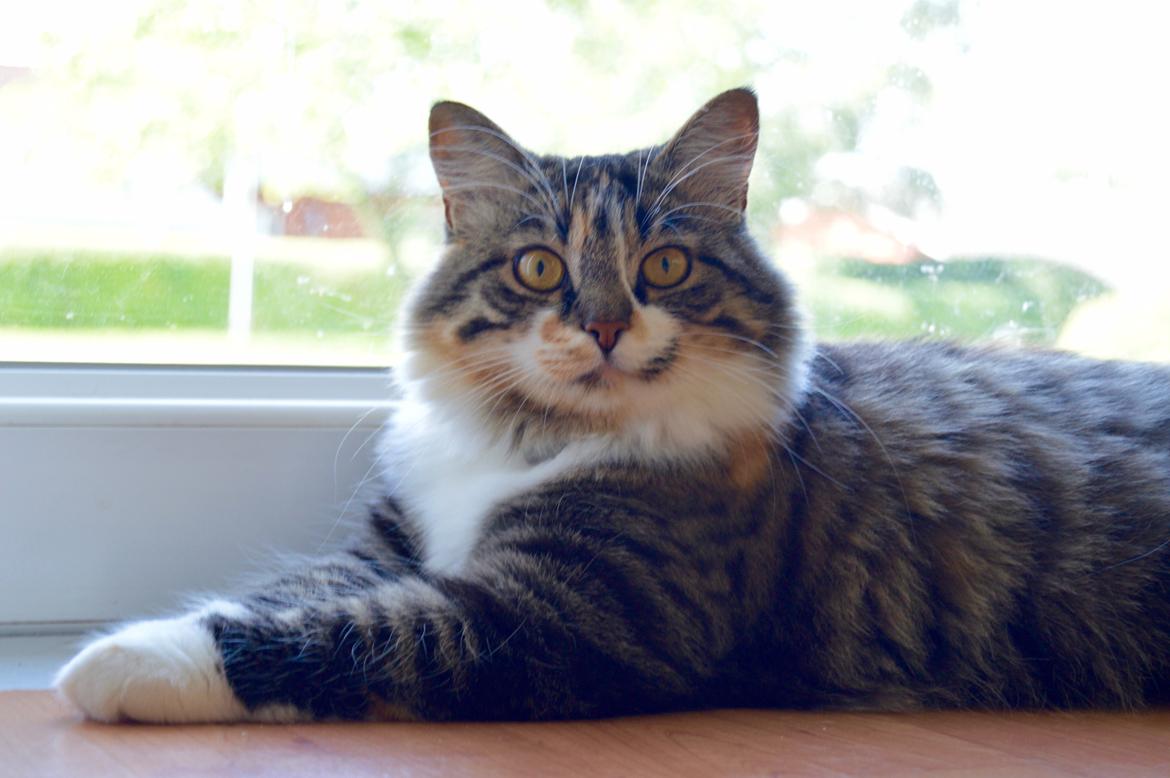 Blanding af racer Alma billede 6