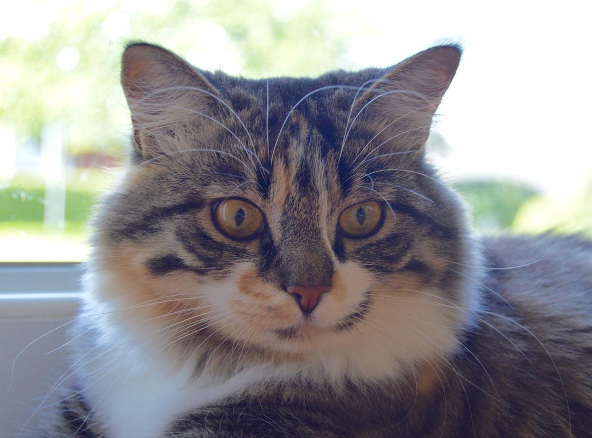 Blanding af racer Alma billede 1