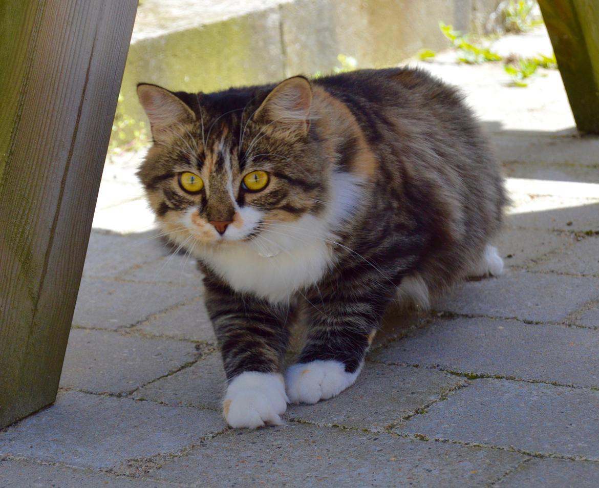 Blanding af racer Alma billede 7