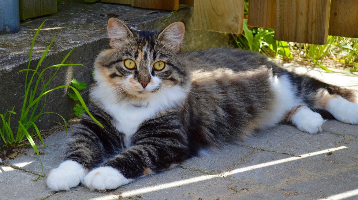 Blanding af racer Alma billede 10