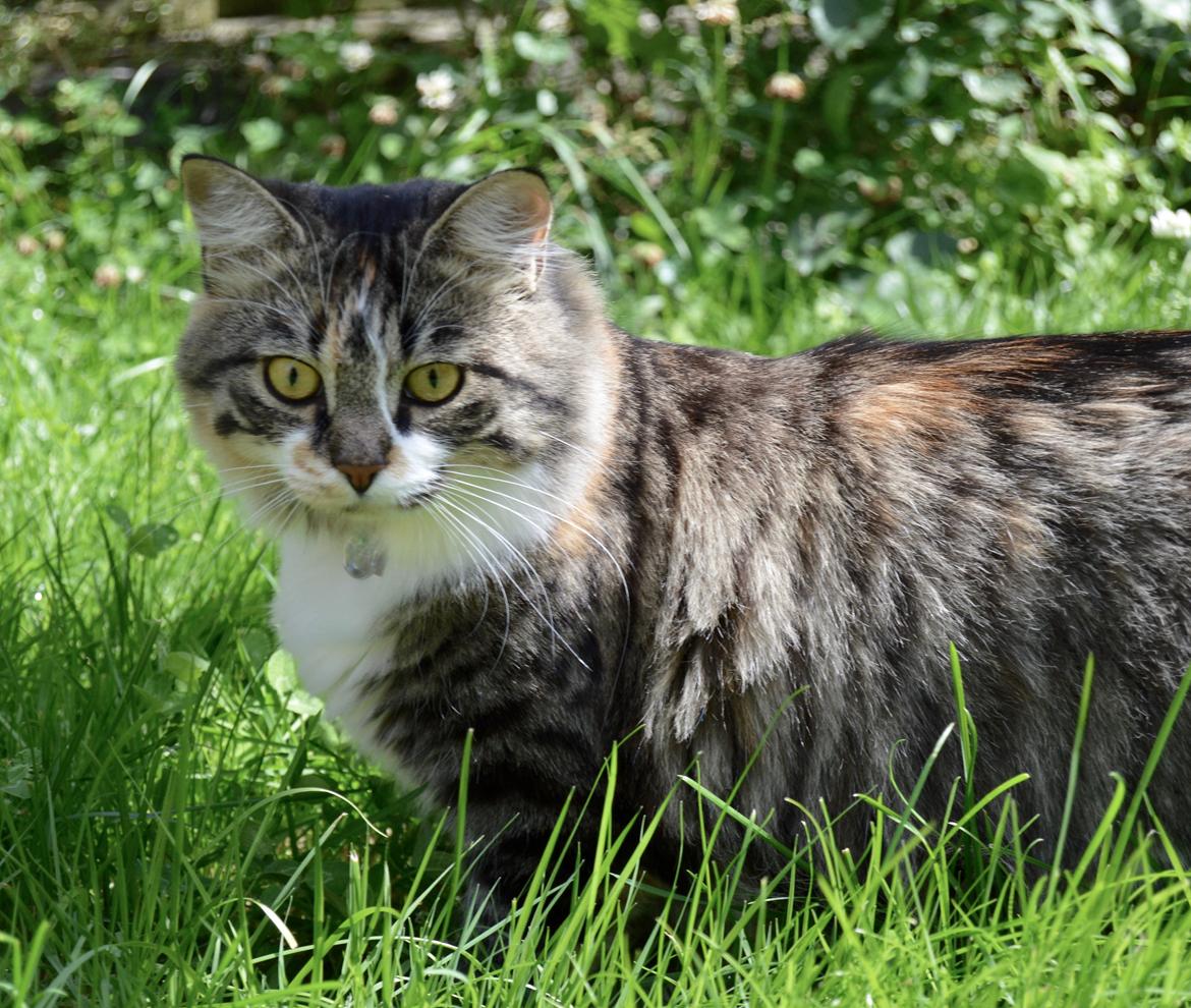 Blanding af racer Alma billede 11