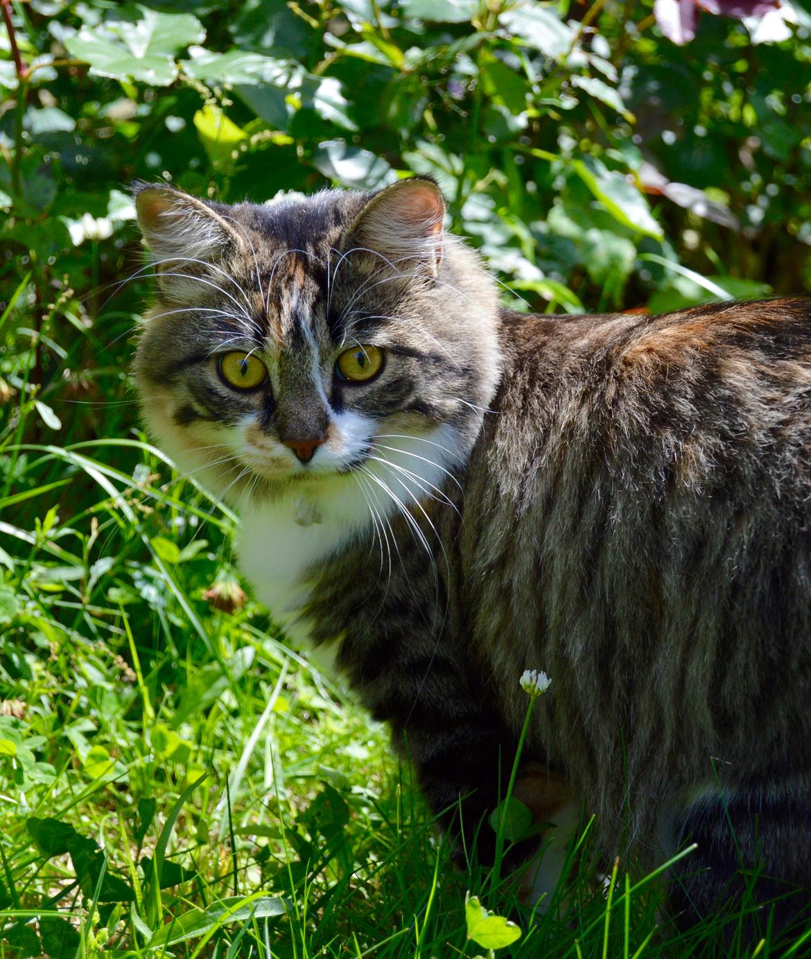 Blanding af racer Alma billede 5