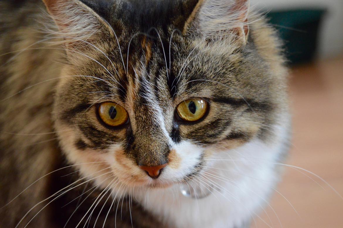 Blanding af racer Alma billede 13