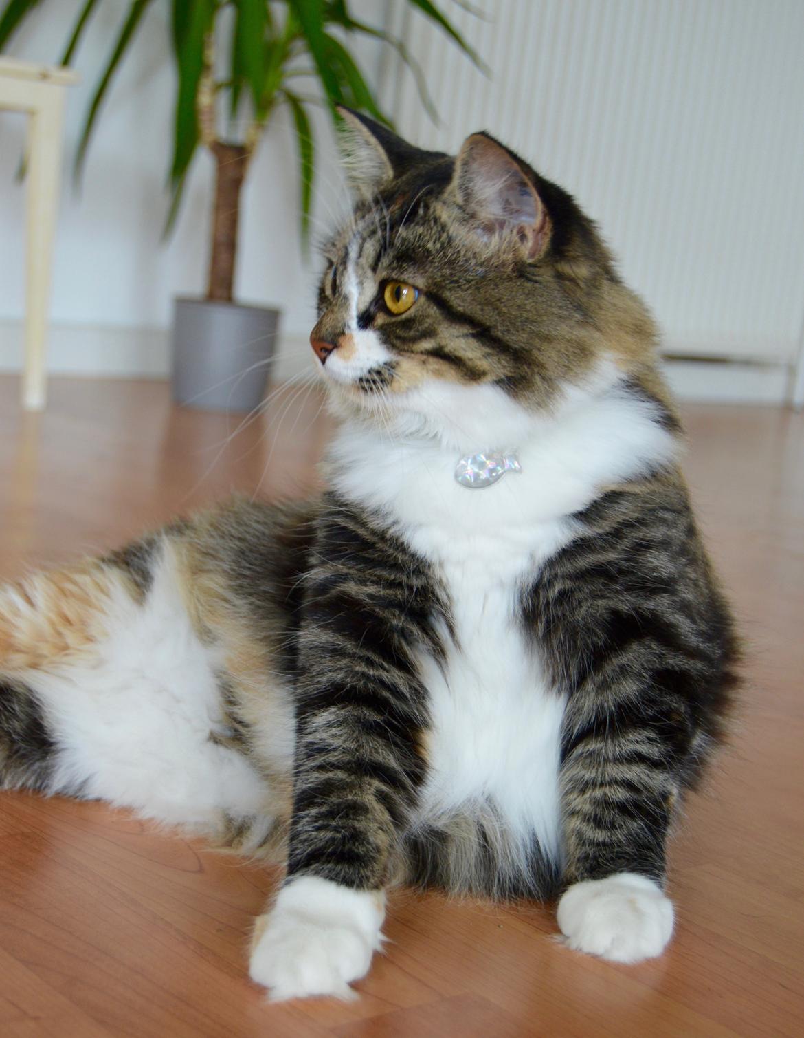 Blanding af racer Alma billede 14