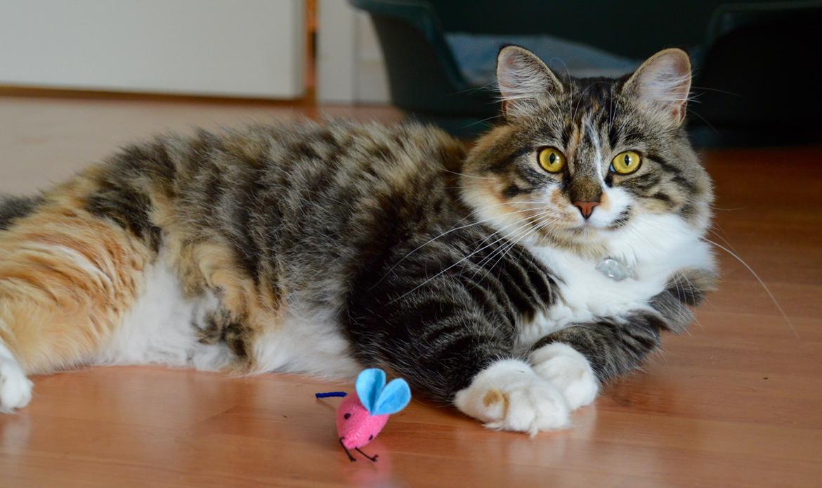 Blanding af racer Alma billede 15