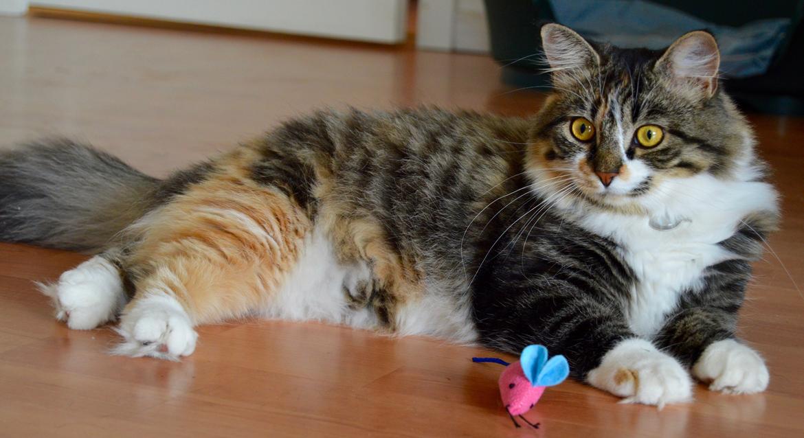 Blanding af racer Alma billede 16