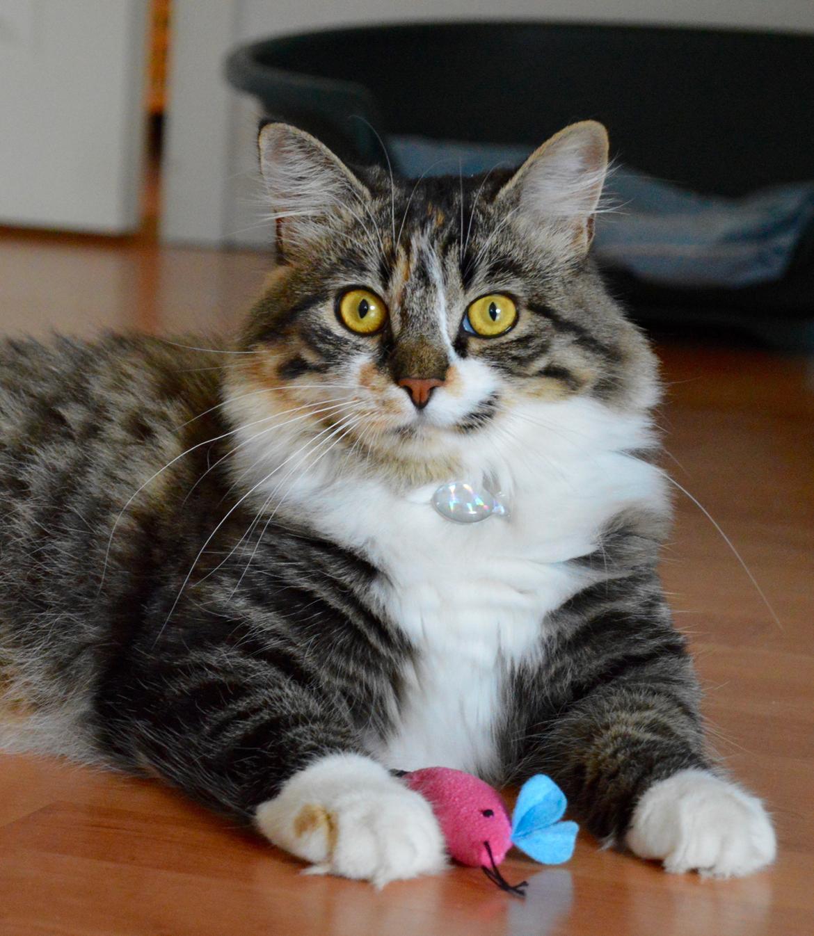 Blanding af racer Alma billede 18