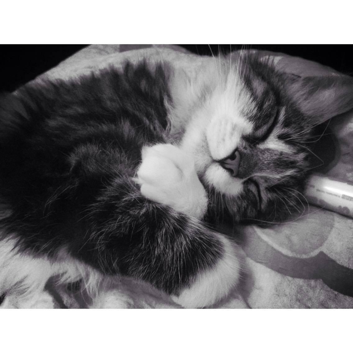 Blanding af racer Alma billede 12