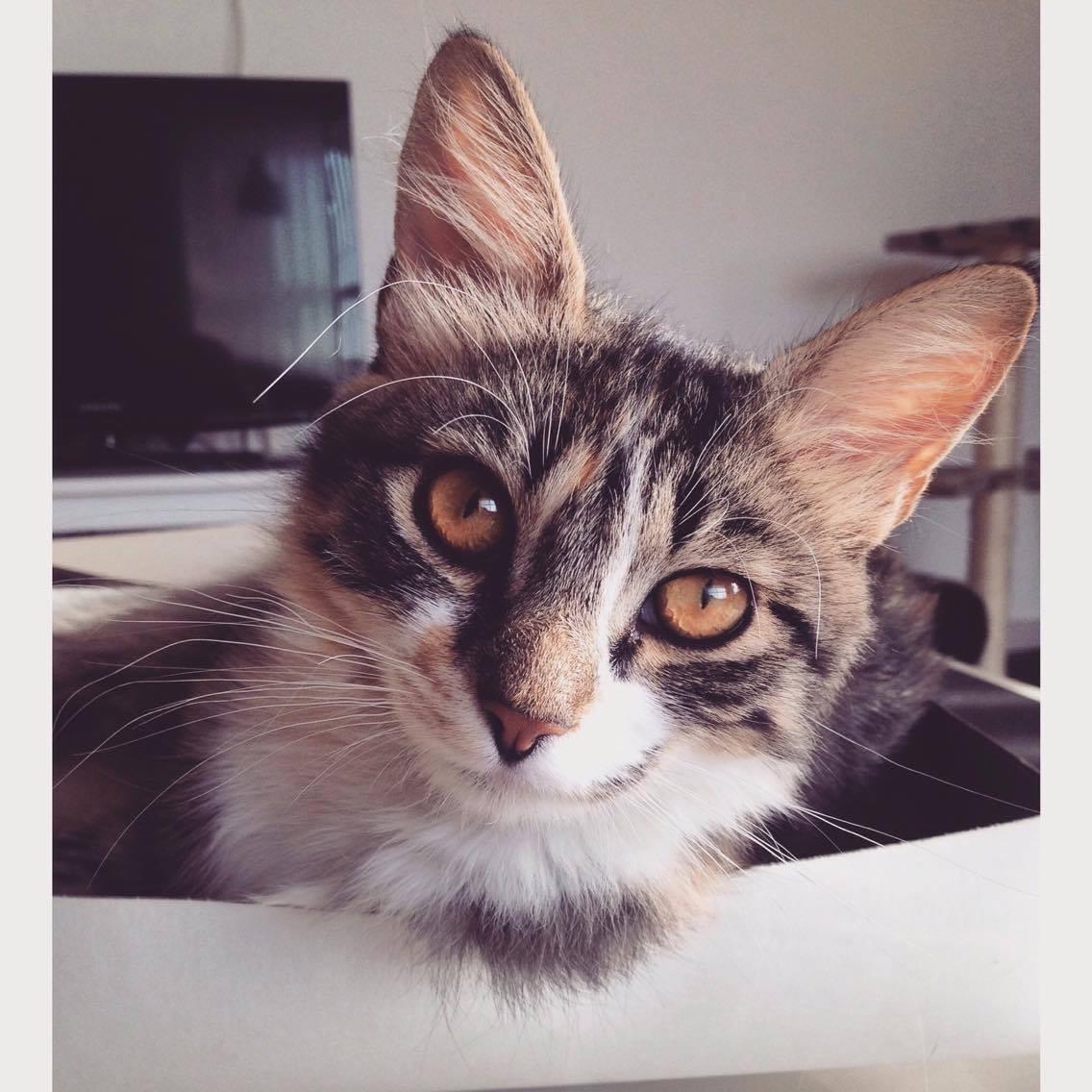 Blanding af racer Alma billede 17