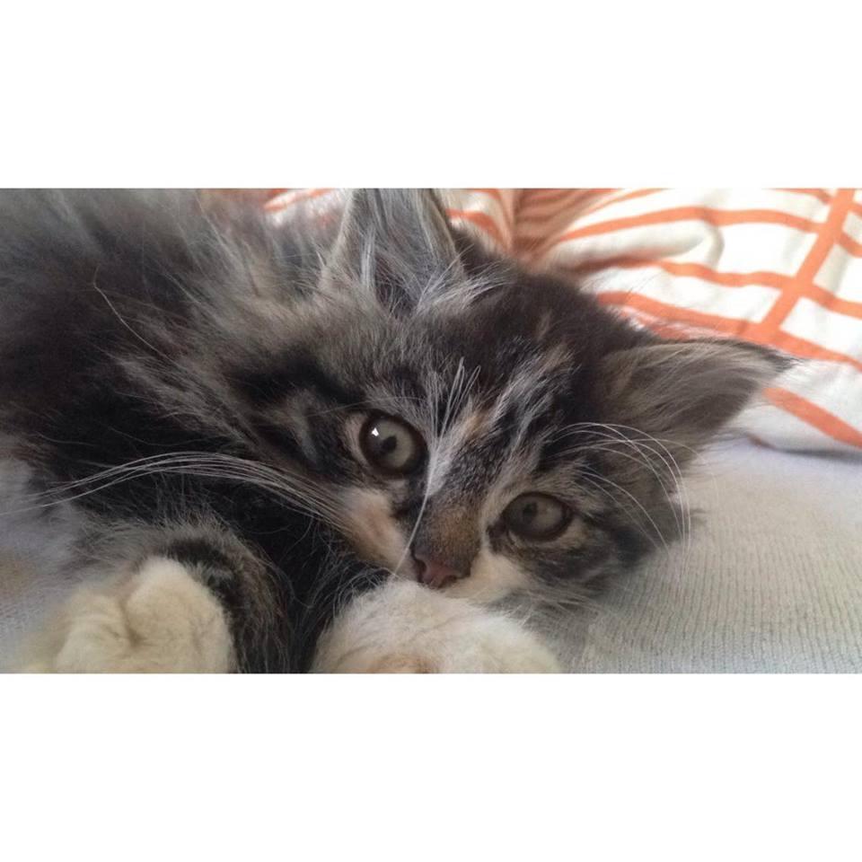 Blanding af racer Alma billede 9