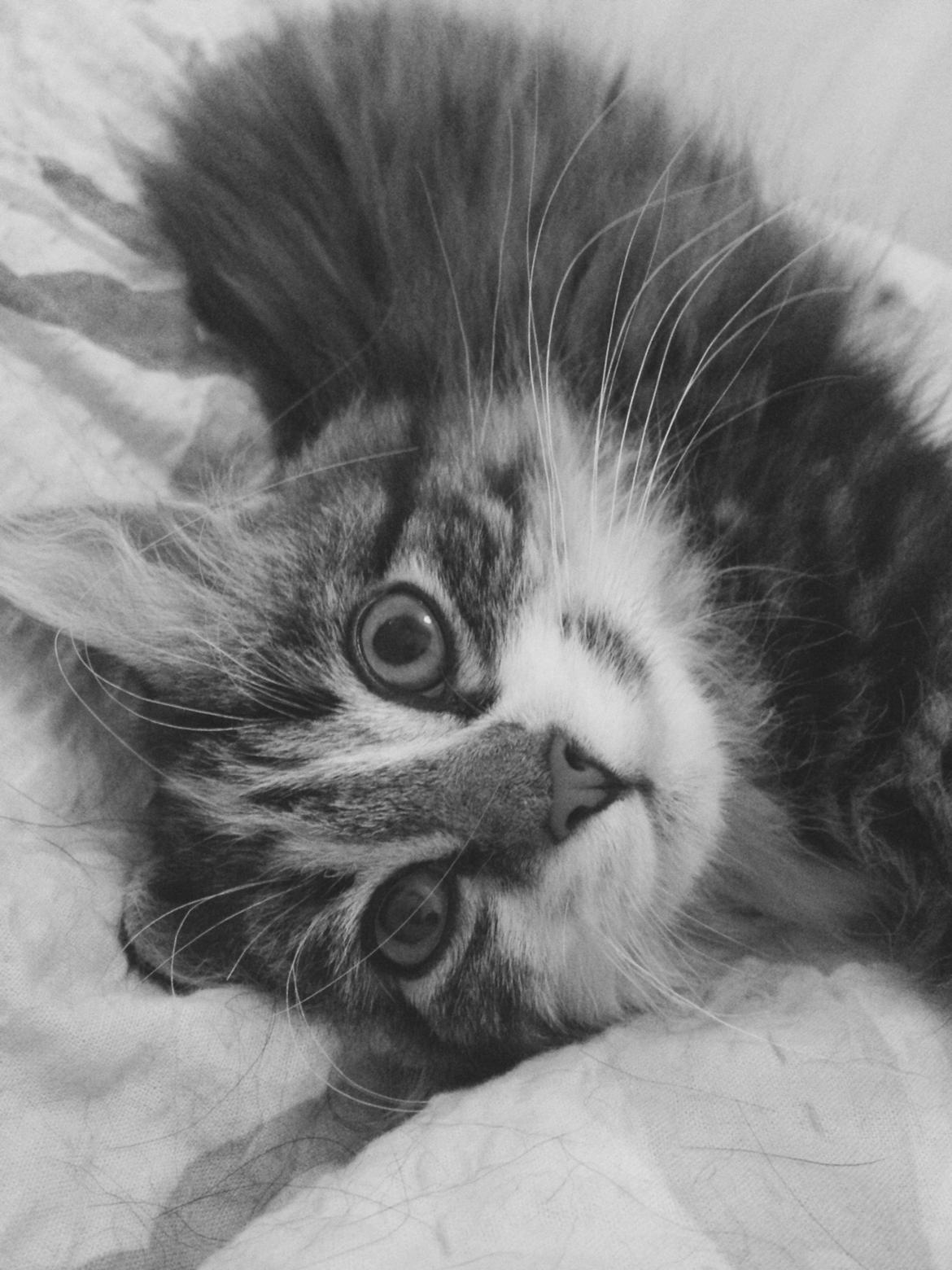 Blanding af racer Alma billede 4