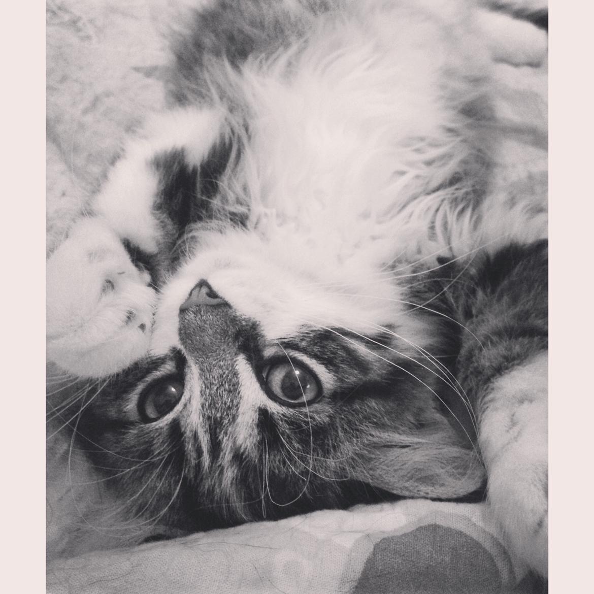 Blanding af racer Alma billede 8