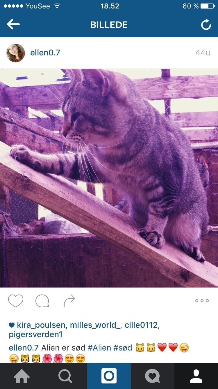 Huskat Alien billede 45